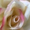 debrarose123